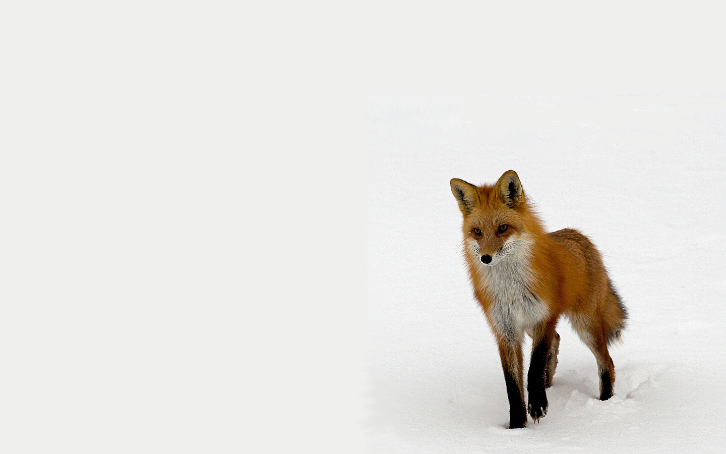 Animals Size X Fox Sosuke Aizen Desktop 772545 Wallpaper wallpaper