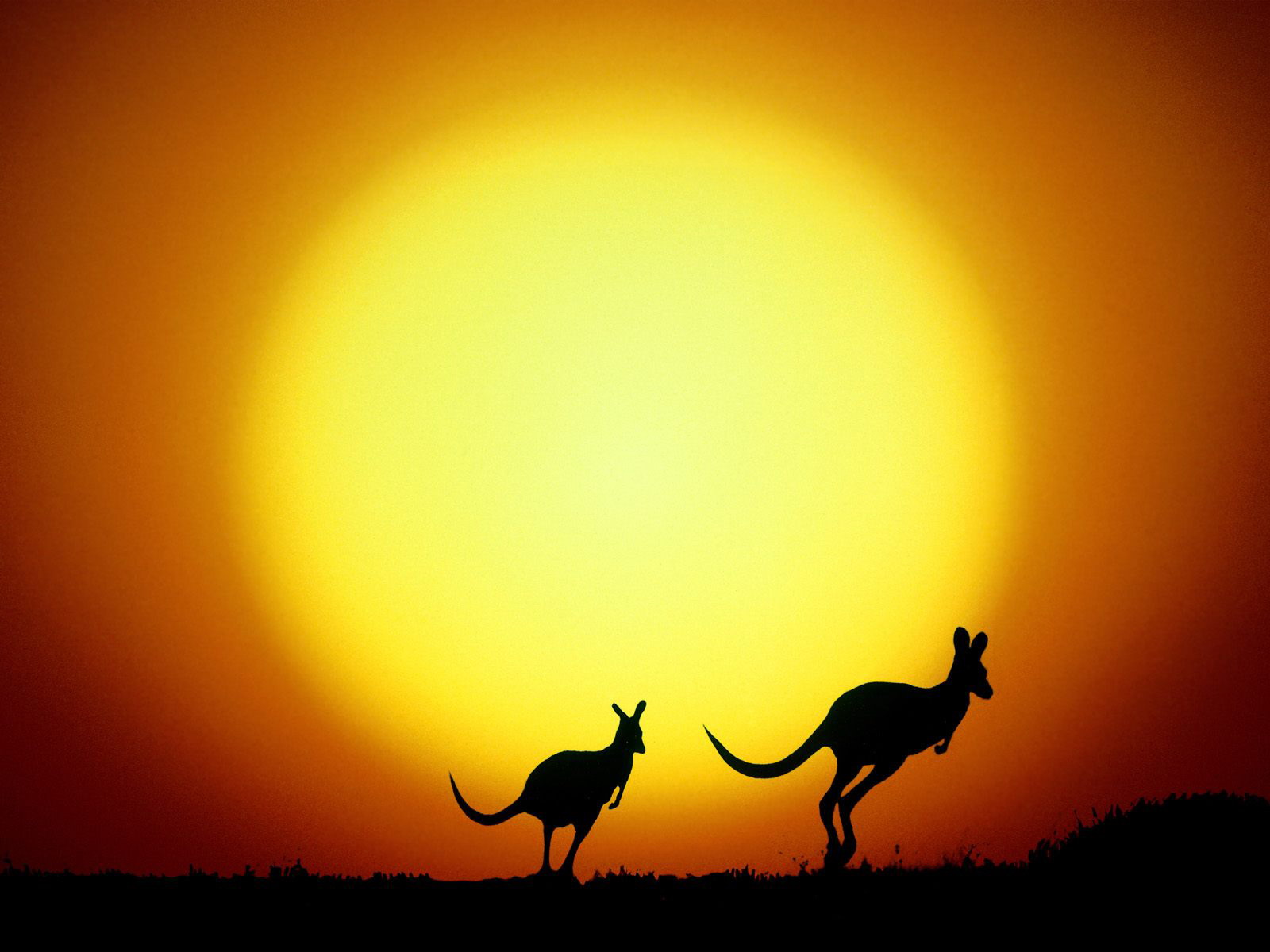 The Kangaroo Hop Australia wallpaper