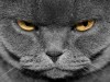 Animal Angry Grey Cat For 312263 Wallpaper wallpaper