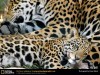 Animals Size X Free National Geographic 102016 Wallpaper wallpaper