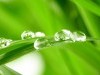 Abstract Water Drops Prev Diamond Like On Leaves Next 104706 Wallpaper wallpaper