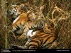 Animals Size X Pixels Best For Medium Monitors 165213 Wallpaper wallpaper