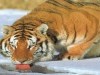 Animal Free Screensaver Tiger Exotic 937941 Wallpaper wallpaper