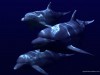 Animal Anime Navigation Home Dark Dolphins 59623 Wallpaper wallpaper